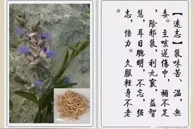 合阳远志——一种数千年来被列为上品的草药图片