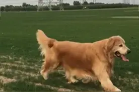 金毛你是用了某飞丝吧！毛发如此丝丝柔顺。图片