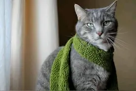 穷教师收养一只丑猫后，历经种种世间荒唐，认为自杀是人类归宿图片