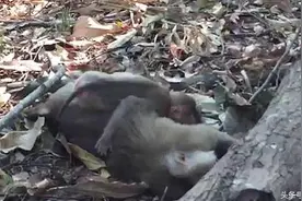 令人心酸！母猴遭遇车祸身亡，小猴抱着母猴的尸身痛哭不肯离去图片