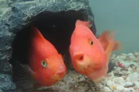 鹦鹉鱼为什么那么爱打架？图片