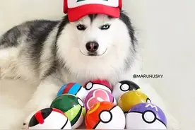 在万恶的周中，邪魅异瞳笑脸哈士奇给疲惫的小心肝减减负图片