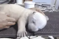 宠物搞笑GIF：坑货一箩筐！专业挖坑给宠物跳的主人们！图片