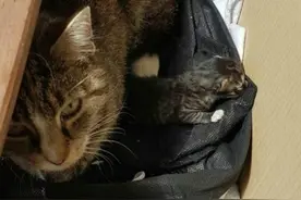 猫妈妈替孩子找主人自己回到街头流浪图片