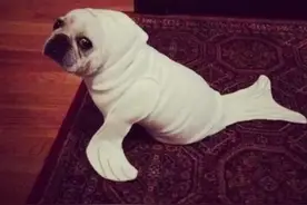 斗牛犬的眼睛红红的是怎么回事呢？难道是要变兔子的节奏？图片