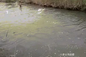 荒野求生难度越来越高了图片