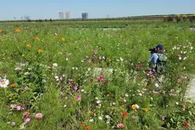 石家庄滹沱河“花海”重新开放，年底还有4个公园落成，美爆了图片