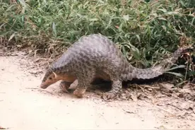 治疗颈椎病、关节疼痛的中医偏方大全图片