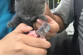 小猫咪被剪指甲，表情萌倒众生图片