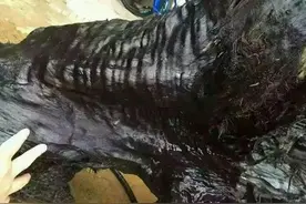 18岁少年湖里游泳，竟遇劈着叉的黑色“水蛇”，谁料竟是宝贝！图片
