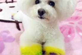 小小比熊宝宝，还有辣妈图片