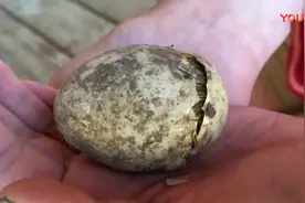 实拍-小鸭子出生的全过程，破壳而出的瞬间简直萌翻了