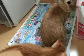 这只布偶猫胖的连主人都抱不起来了！图片