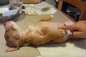 斗牛犬吃饱了就睡，主人怎么叫都叫不醒图片