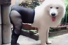 狗狗穿丝袜 引爆网友正反论战图片