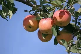 农村没你想象的那样枯燥，看看俺二大爷家的小果园就知道了图片