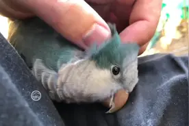 鹦鹉不仅喜欢撒娇，还会争宠吃醋，真是难为主人了