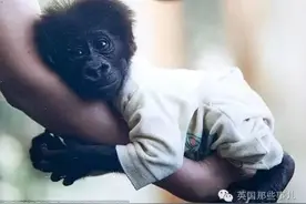 法国夫妇抚养大猩猩18年 共挤一张床睡觉（组图)图片