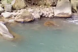 家乡小溪野生溪鱼挺多的，最喜欢钓溪石斑鱼，味道鲜美视频封面