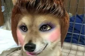 狗狗也爱美，用了美颜“秋田”变“如花”图片