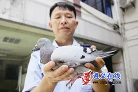 受伤信鸽坠地市民捡到寻主图片