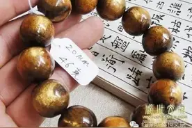 海柳（黑珊瑚）图片