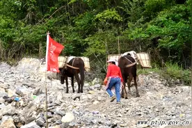 马帮成FAST观景台建设主力 赶马妇女不输男人图片