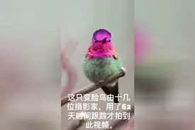 珍贵、难得一见的“变脸鸟”，像极了川剧变脸视频封面