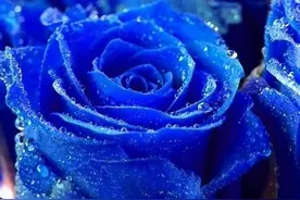 与Blue有关的英语短语图片