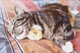 这你敢信 猫咪居然和小鸡这么亲密，还是小鸡仔受欢迎啊！视频封面