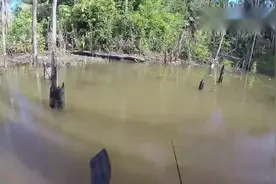 钓鱼：挂住了鱼尾巴，怎么做到的？视频封面