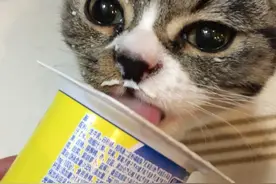 猫咪不消化能喝酸奶吗图片