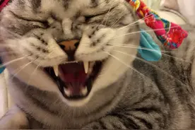猫咪球球甘愿做一个安静的美男纸！图片