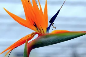 鹤望兰（天堂鸟）叶子发黄怎么办？图片