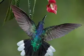 小而精致的鸟类：蜂鸟 | 科学美图图片