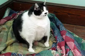 这只猫暴饮暴食长到几十斤，主人嫌它没用就扔到街上图片