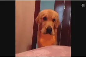 金毛：我似乎、好像、大概还没吃饭吧？图片