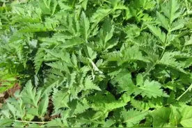 这些植物和蔬菜“同居”，可以天然防虫害（2）图片