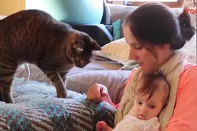 猫和宝宝一起养是什么体验，看完都笑了，没想到喵这么有爱心视频封面