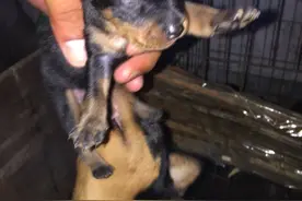 我已经集齐七只小鹿犬，是时候召唤神龙了图片