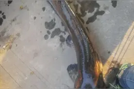 臭水沟里钓塘鲺，只为过手瘾，钓到都是喂猪吃图片