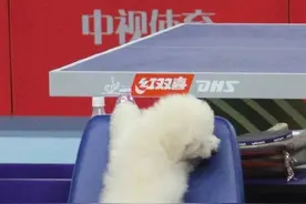 张继科爱宠曝光，道哥可爱惹人喜爱图片