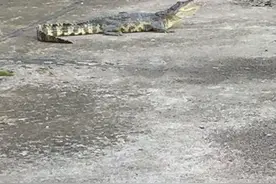 自贡南湖公馆“天降鳄鱼”！6楼顶掉下没死，但最终命运却是这样图片