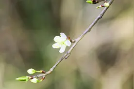 桃枝泡水喝的禁忌图片