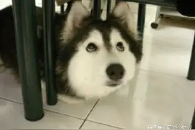 一只跟猫一起长大的哈士奇总以为自己也是猫了，它的故事把人萌惨图片