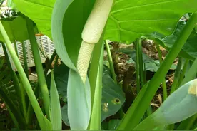 小孩子喝了“滴水观音”叶子上滴下的水     说说怎么办图片