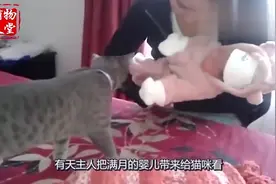 猫咪初次见到小主人，亲吻示好，画面十分暖心