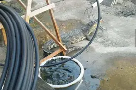 业主养鳄鱼当宠物 跟冷血动物住一起真的好吗图片