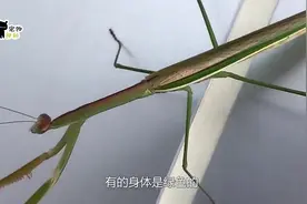世界上最稀有的螳螂，可以模仿成花进行捕食，被人当宠物饲养！视频封面