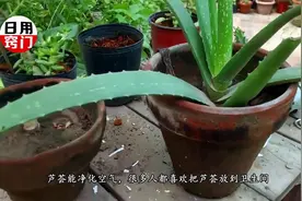 家里这两个地方，不要摆放芦荟，有的话拿走视频封面